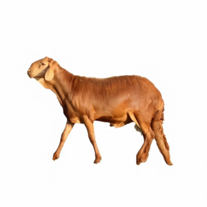 ربع خروف سوكني هرفي
