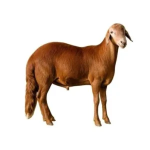 ربع خروف سوكني وسط