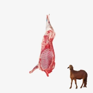 نص خروف سوكني وسط