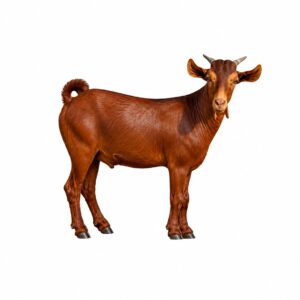 نص تيس بلدي وسط