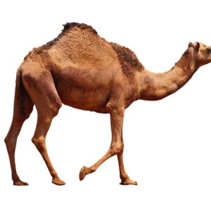 نص حاشي مرابي مستورد
