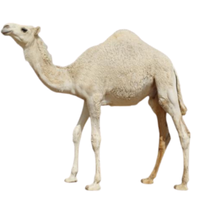 نص حاشي بلدي مفرود