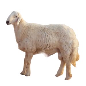 نص خروف حري وسط
