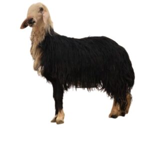 خروف نجدي جدع فاخر