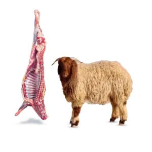 نص خروف نعيمي جدع
