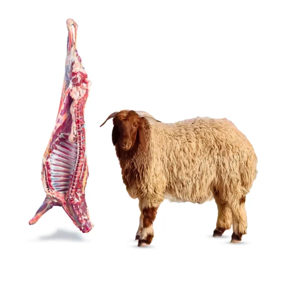 نص خروف نعيمي جدع نص خروف نعيمي جدع