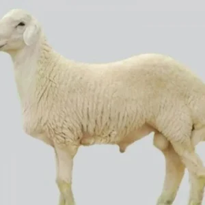 ربع خروف نجدي وسط
