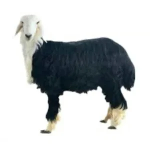 خروف نجدي وسط